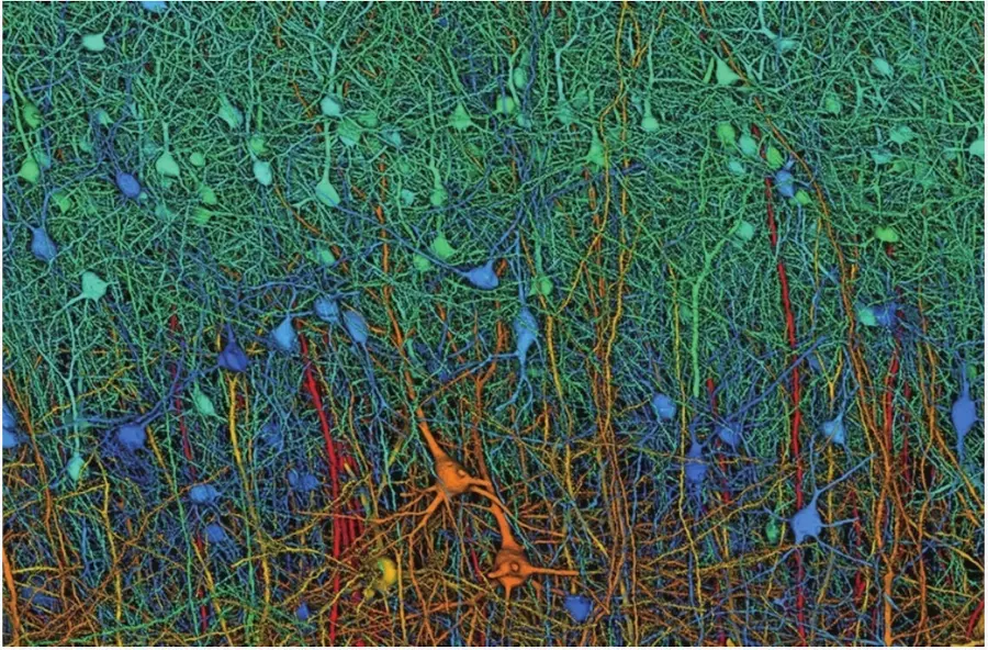 計算機模擬的神經元連接圖譜